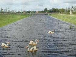 de ''Brugse zwanen'' van Raveel (1971) in de vijver 