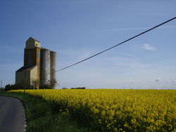 de silo, de kerk, het koolzaad