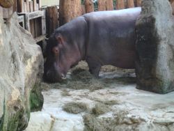 verlegen hippo in Karlsruhe