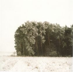 Noch ein Winterwald - 2006